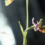 Ophrys fuciflora പുഷ്പം