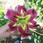 Lilium martagon Flower