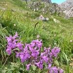 Betonica macrantha Fleur