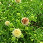 Cephalanthus occidentalis Flower