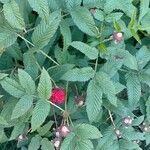 Rubus illecebrosus برگ