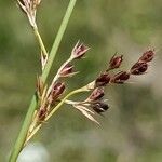 Juncus inflexus Kvet