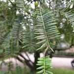 Torreya nucifera 叶