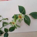 Rosa corymbifera Flor