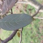 Alnus formosana Leaf
