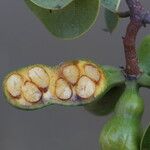 Xylopia katangensis Fruto