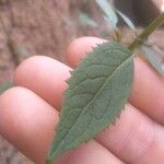Trachelium caeruleum Leaf