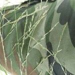 Eragrostis pilosa Plod
