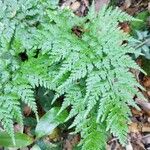 Asplenium onopterisبرگ