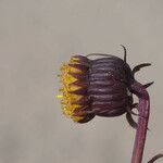 Senecio bigelovii Flor