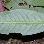 Erythroxylum macrophyllum Leaf