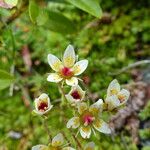 Saxifraga bryoides Flor