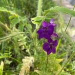 Delphinium orientale Kvet