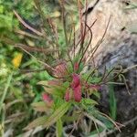 Epilobium coloratum Φρούτο