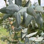 Eucalyptus cinerea Лист