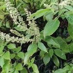 Ocimum gratissimum Lapas