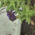 Salvia sylvestris Blüte