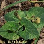 Aristolochia pallida Habit