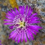 Drosanthemum hispidum Blüte