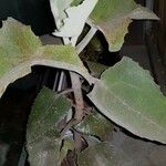 Kalanchoe beharensis Hoja