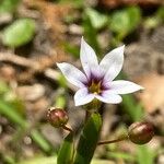 Sisyrinchium micranthum फूल