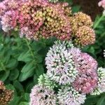 Sedum telephium फूल