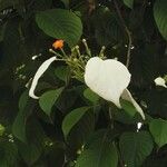 Mussaenda frondosa Blad