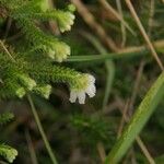 Erica mackayana Natur