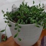 Senecio citriformis葉