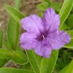 Ruellia humilis Kvet