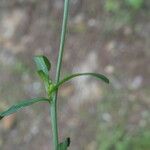 Lepidium graminifolium Žievė