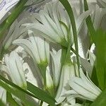 Allium triquetrum Квітка