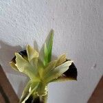 Iris tuberosa Flor