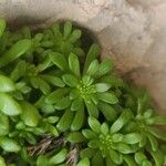 Sedum litoreum Blatt