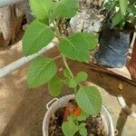 Plectranthus barbatusHostoa