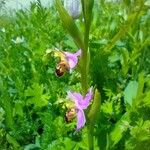 Ophrys apifera Blomst