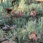 Pinus thunbergii List