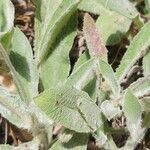 Hieracium pannosum Leaf
