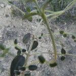 Helianthemum marifolium Blad