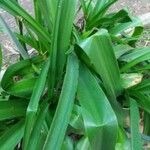 Crinum bulbispermum Folio