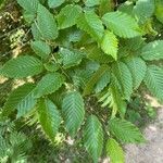 Carpinus caroliniana ഇല