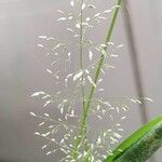 Eragrostis unioloides 花