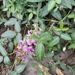 Desmodium intortum Blüte