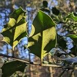 Ilex aquifolium Fuelha