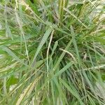Calamagrostis pseudophragmites Hoja