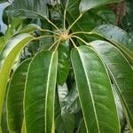 Schefflera actinophylla Blad