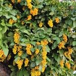 Ehretia tinifolia Fruto