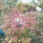 Pulsatilla alpinaFlower