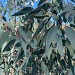 Eucalyptus camaldulensis Folha