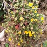 Potentilla neumanniana Hábitos